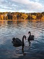 sunset swans